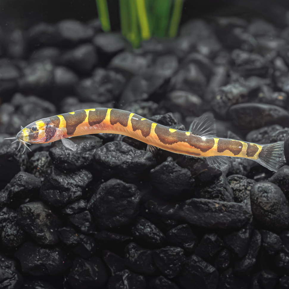Khuli Loach