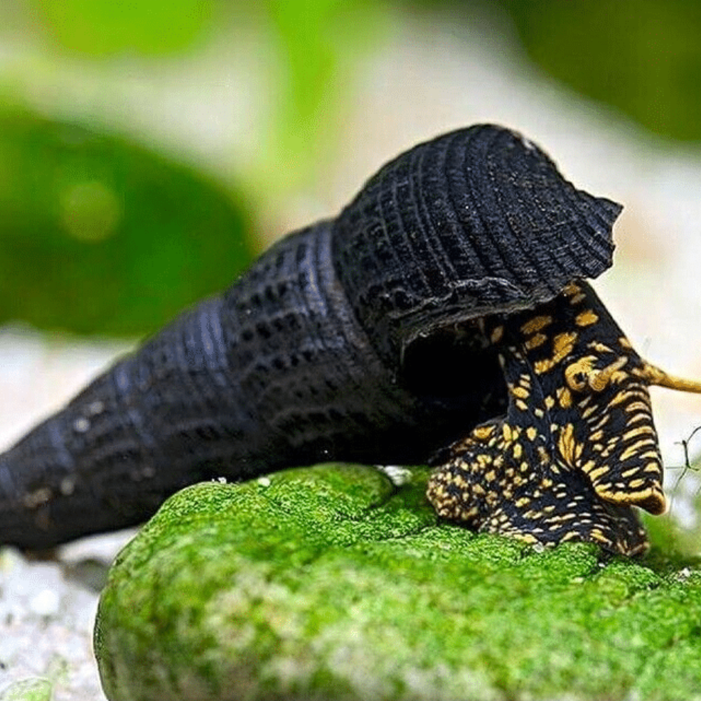 Yellow Spotted Rabbit Snail