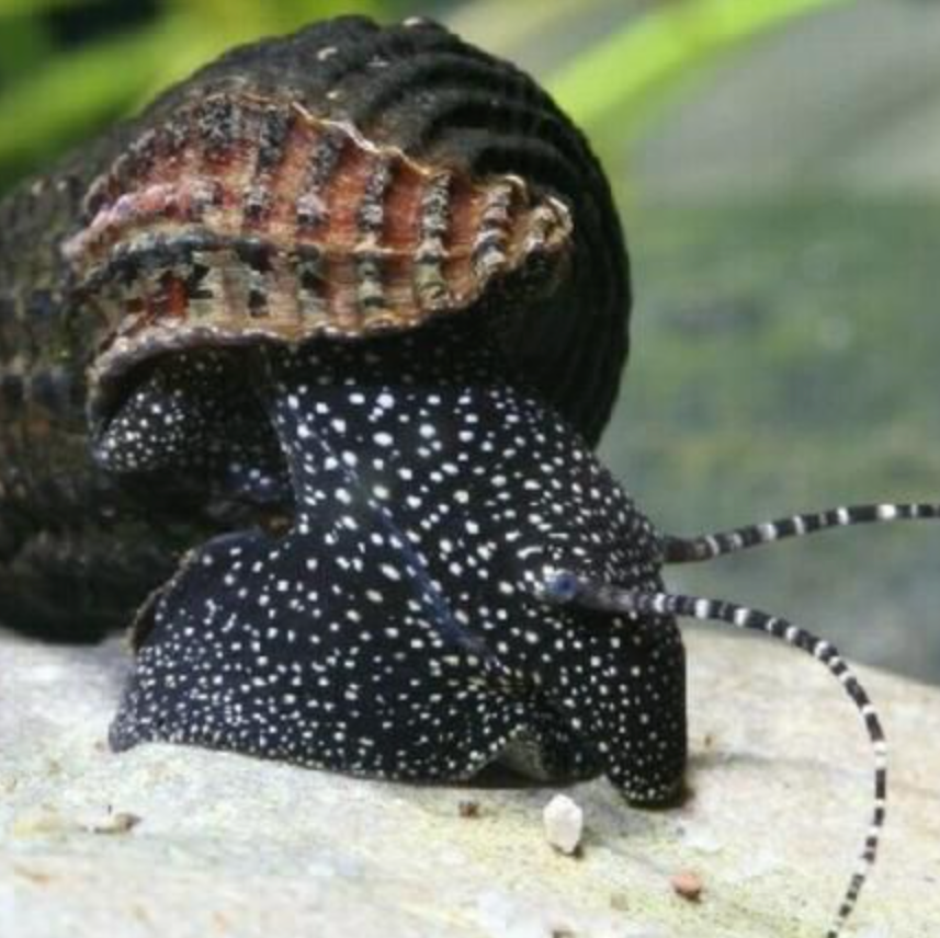 White Spotted Rabbit Snail