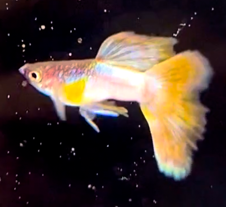 Pingu Short Body - Canada Guppies