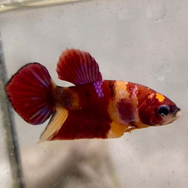 Premium Candy Multicolour Halfmoon Plakat #8