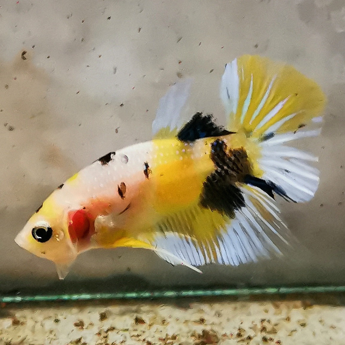 Premium Candy Multicolour Halfmoon Plakat #13