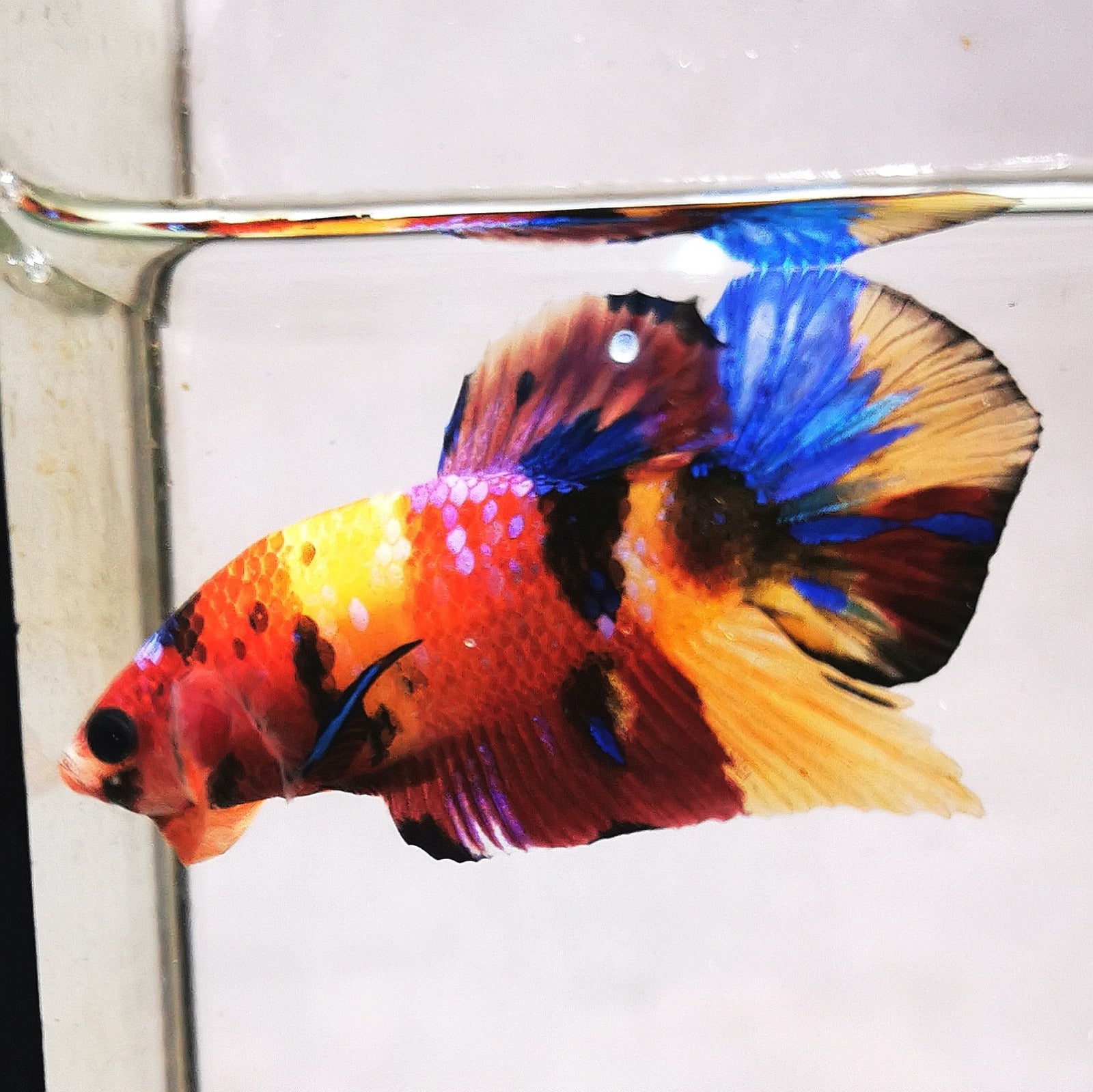 Premium Candy Multicolour Halfmoon Plakat #15