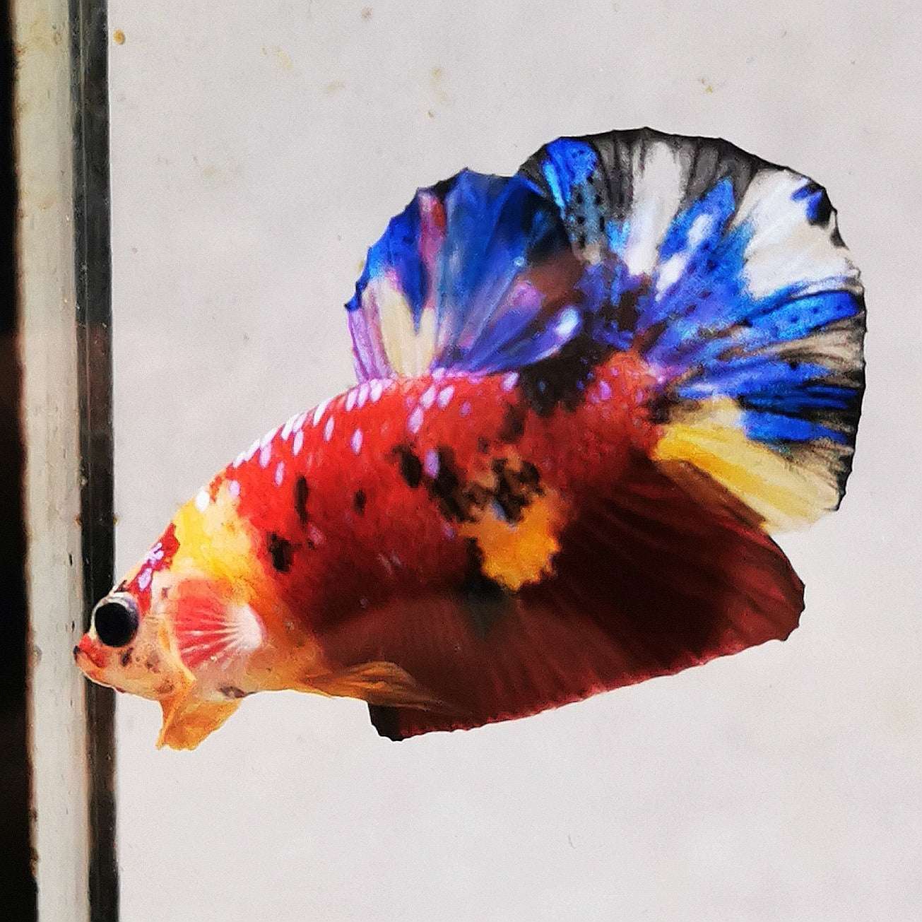 Premium Candy Multicolour Halfmoon Plakat #17