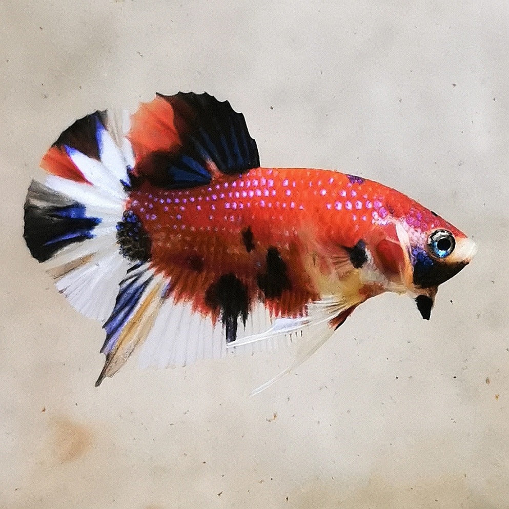 Premium Candy Multicolour Halfmoon Plakat #1