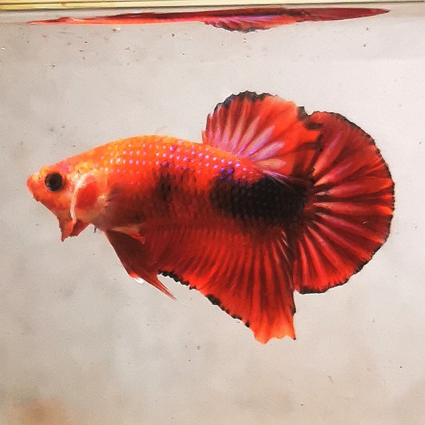 Premium Candy Multicolour Halfmoon Plakat #3