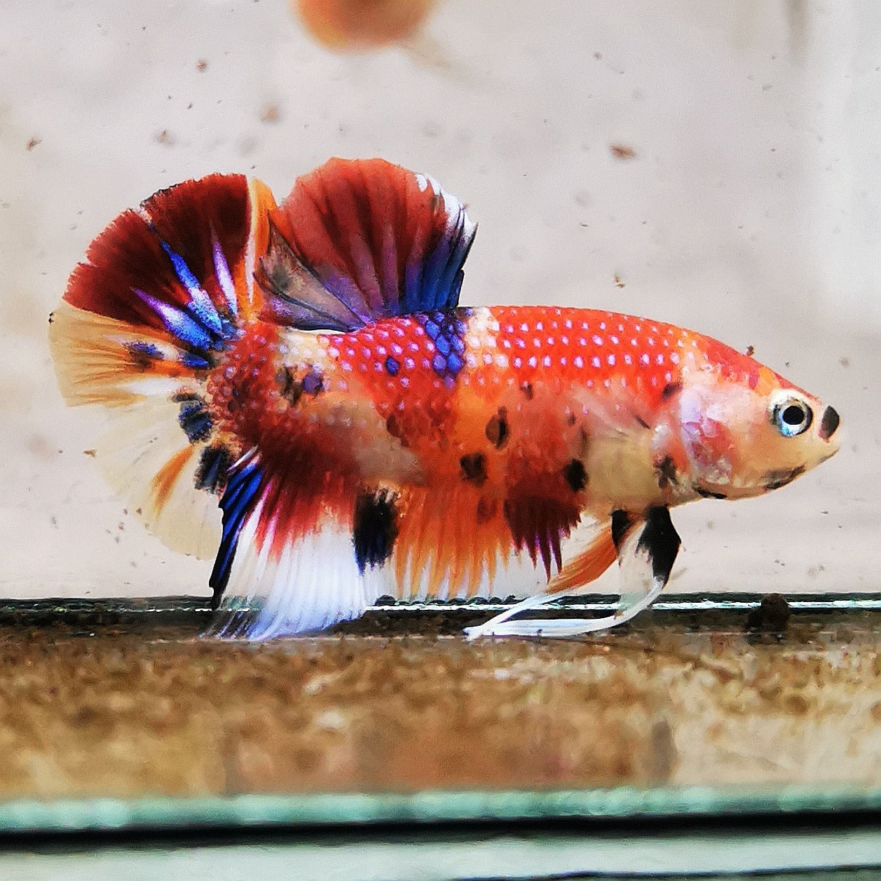 Premium Candy Multicolour Halfmoon Plakat #5