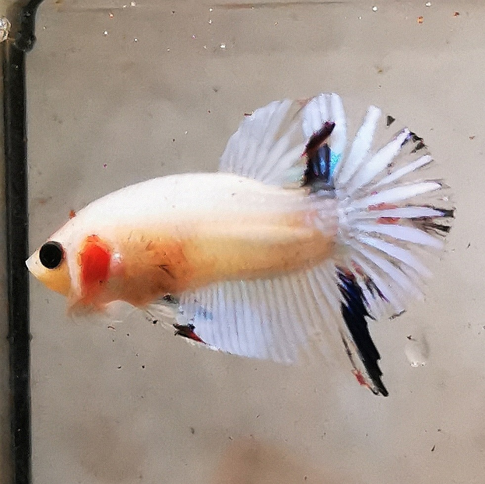 Premium Candy Multicolour Halfmoon Plakat #9