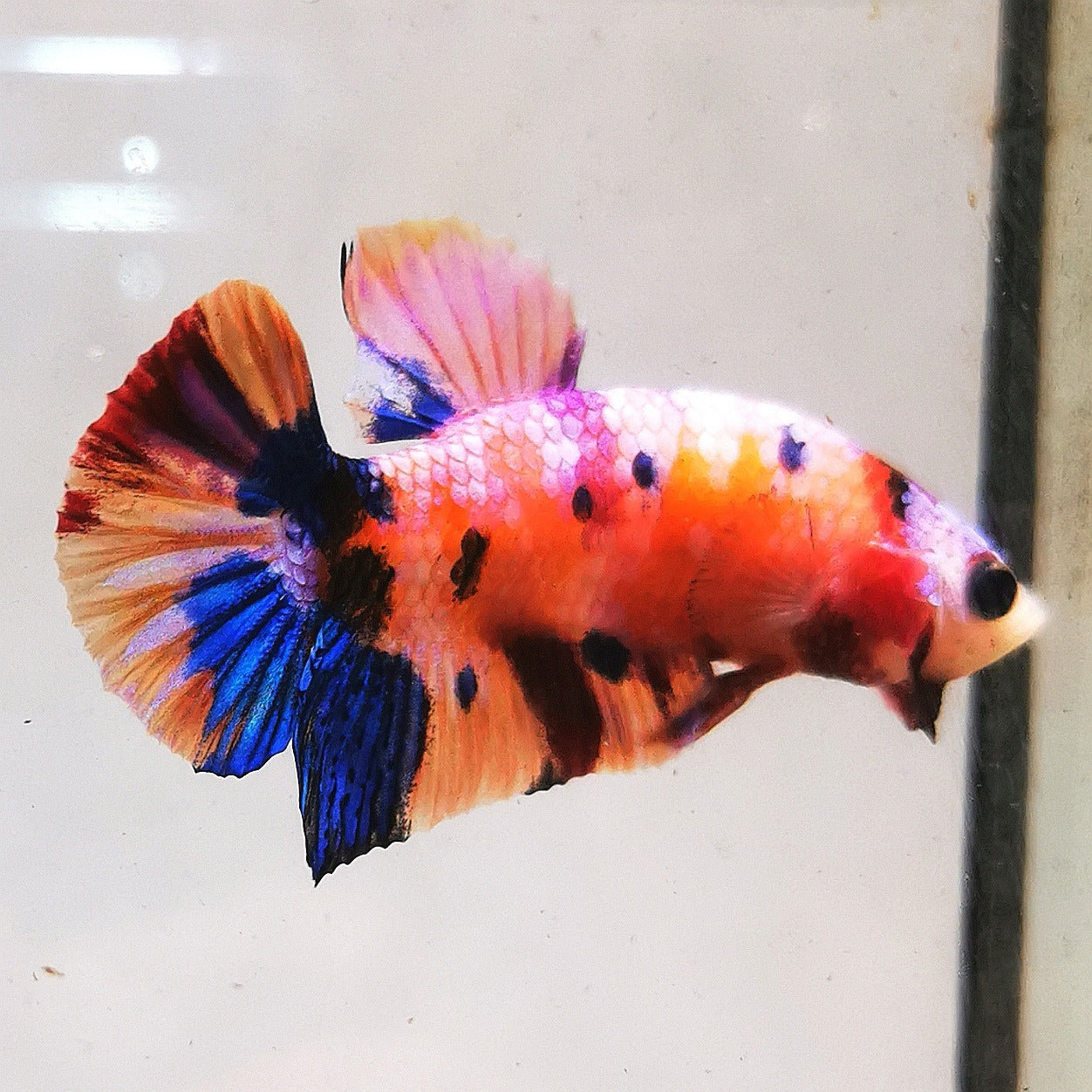 WhatsAppImage2026-01-19at00.10.05_19