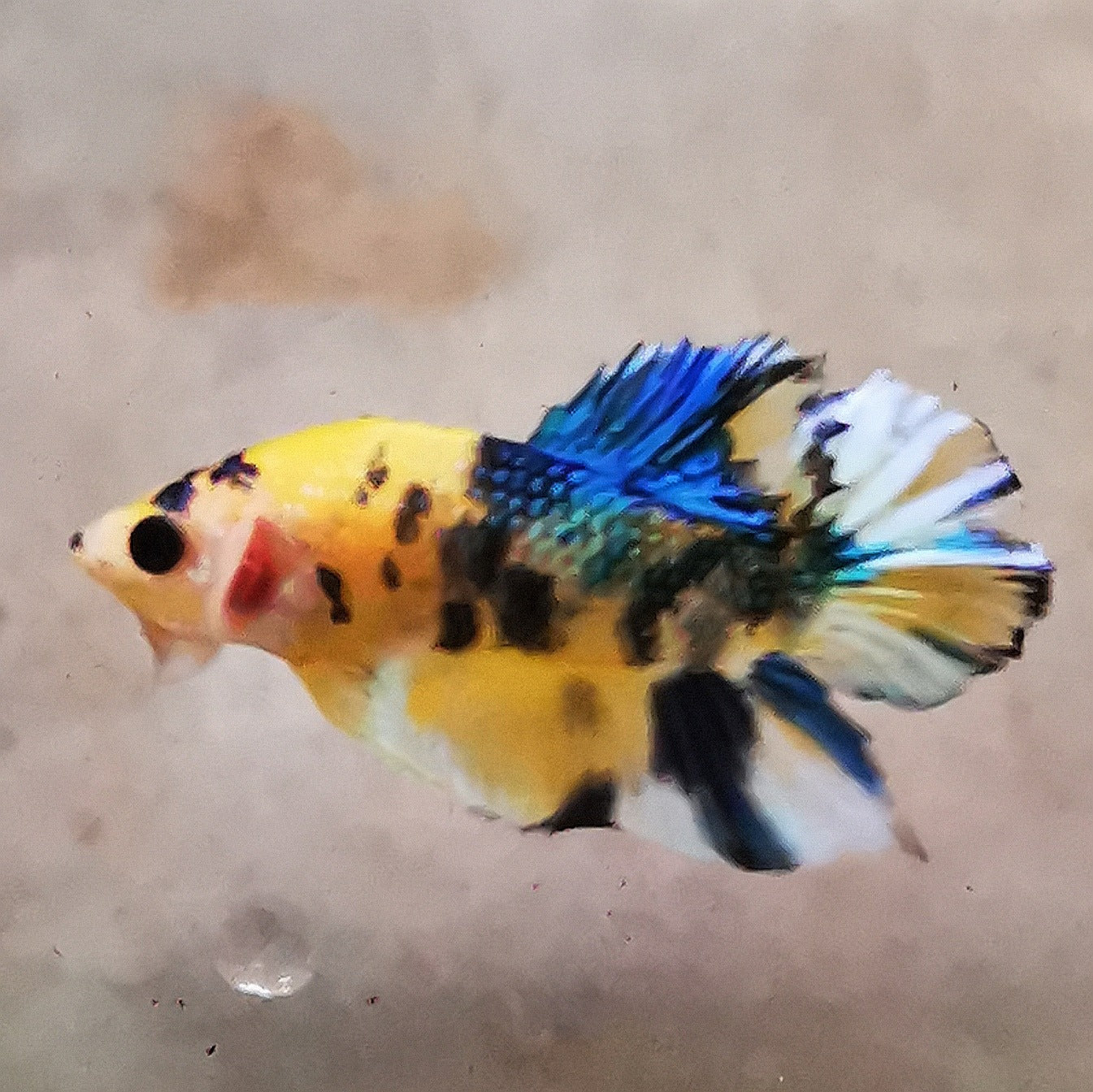 WhatsAppImage2026-01-19at00.10.05_26