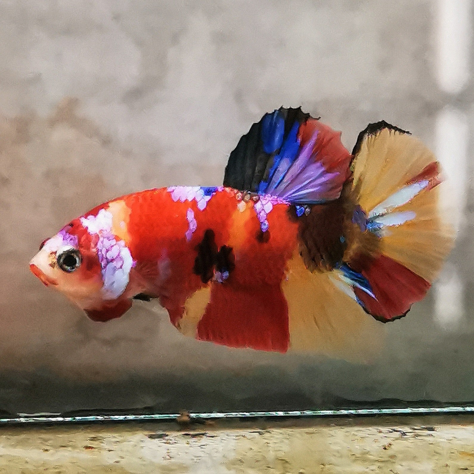 WhatsAppImage2026-01-19at00.10.05_27