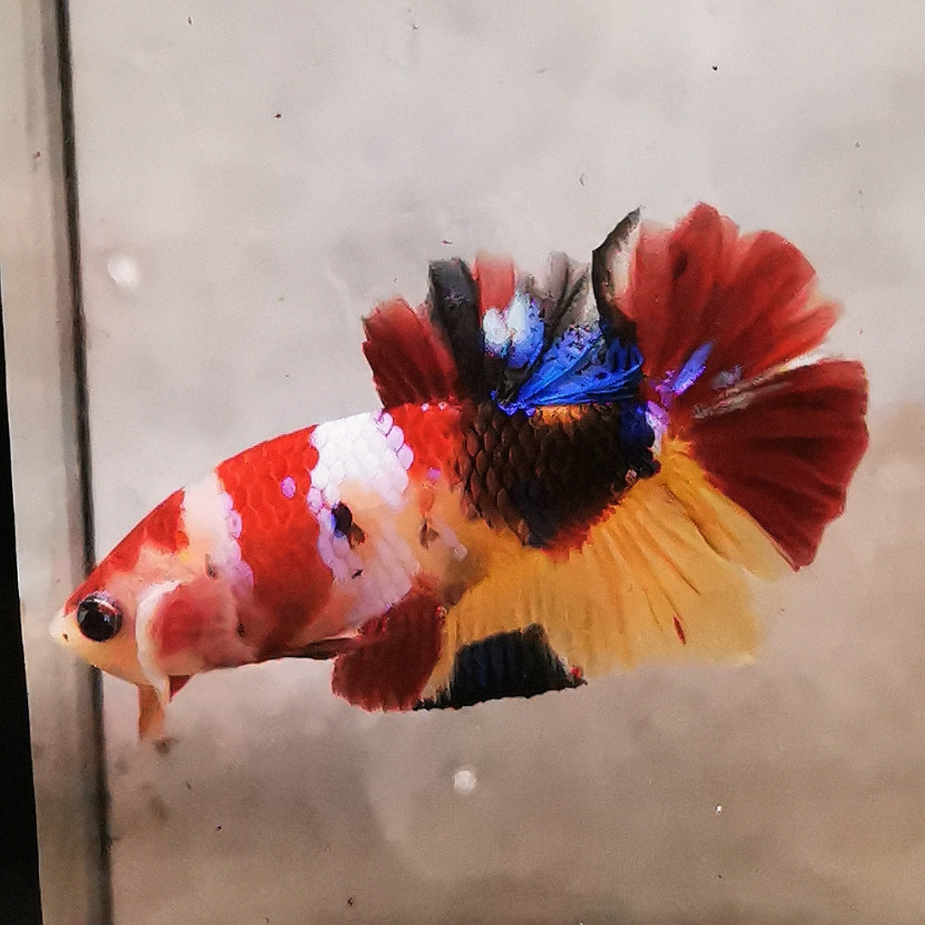 WhatsAppImage2026-01-19at00.10.05_28