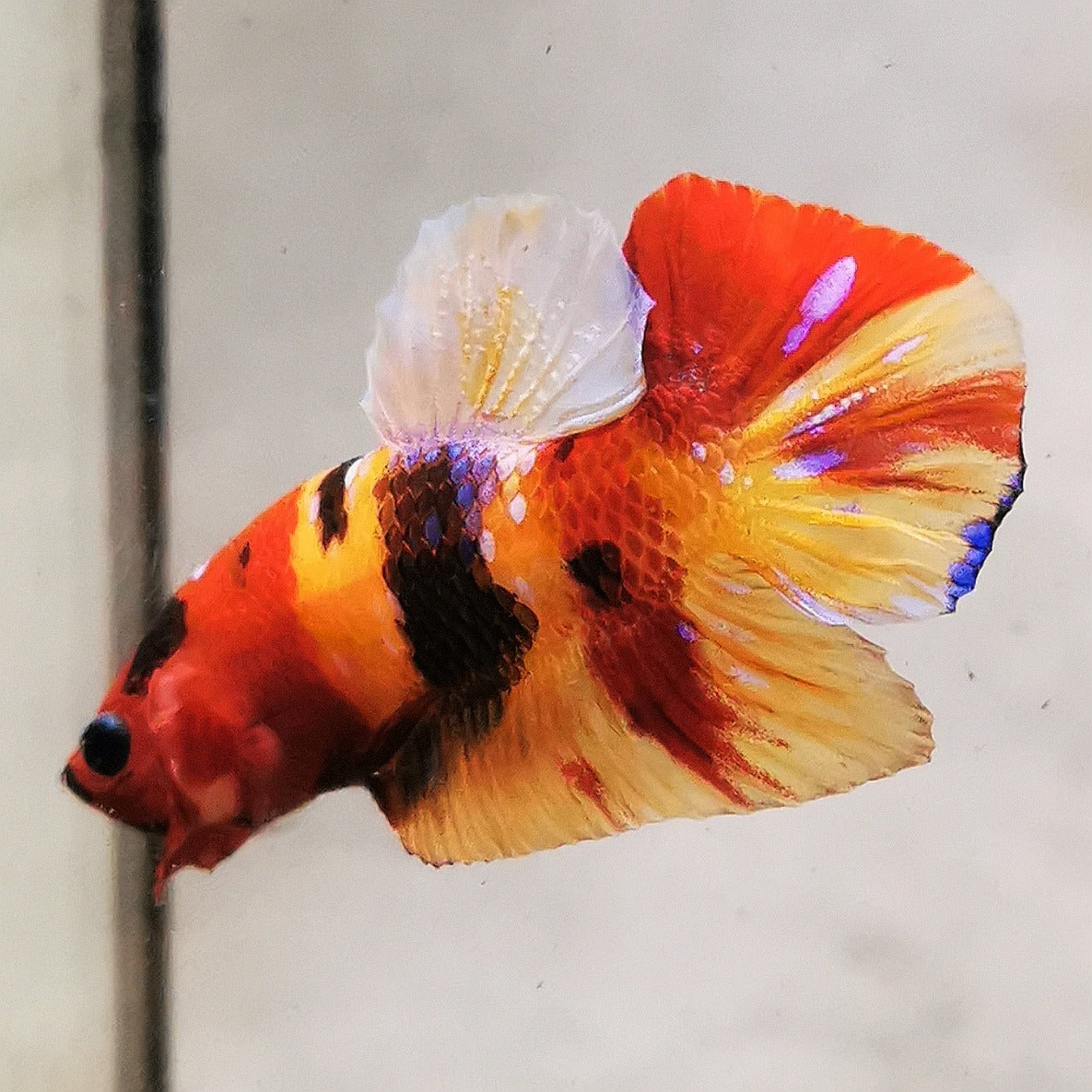 WhatsAppImage2026-01-19at00.10.05_34