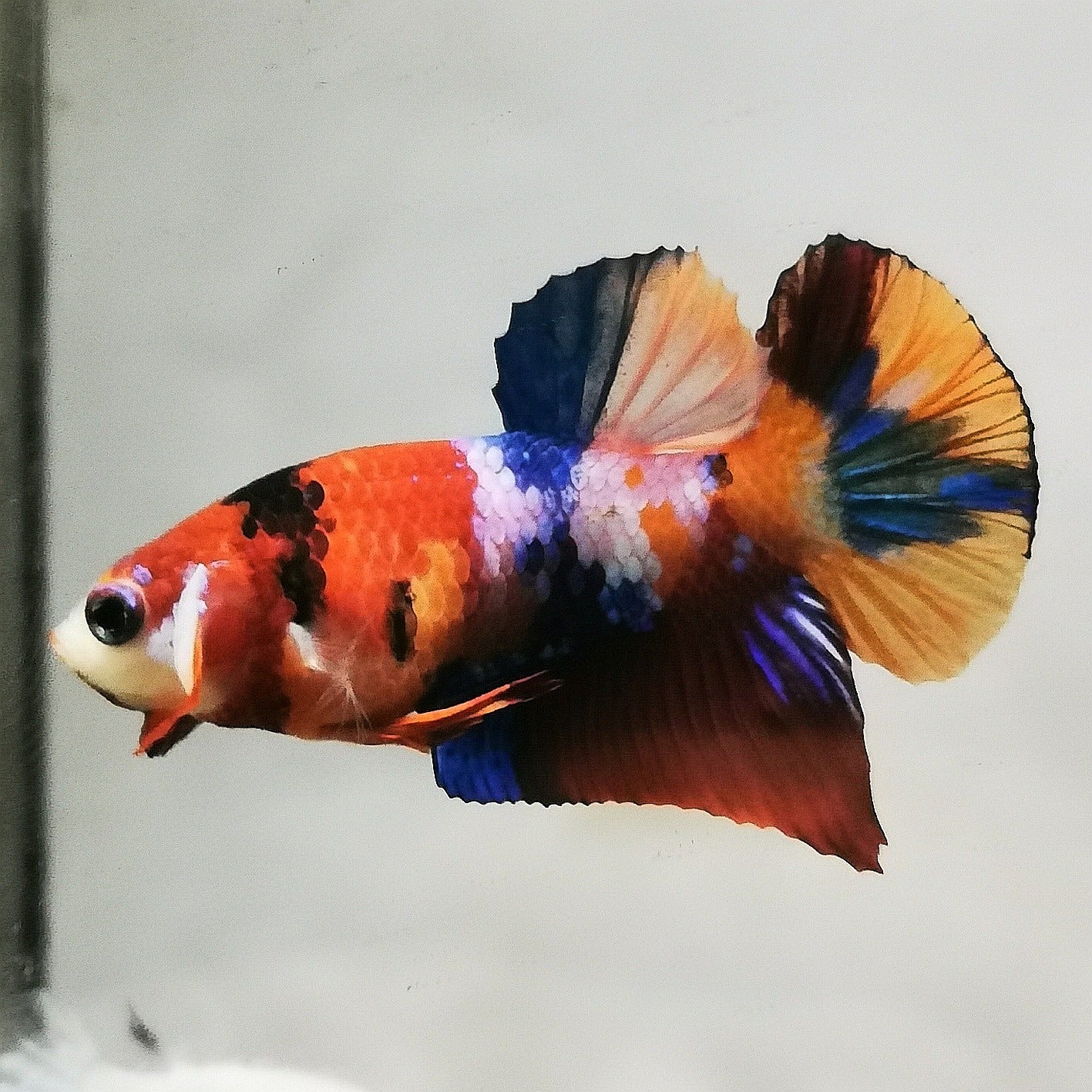 WhatsAppImage2026-01-19at00.10.05_40_1e61afa8-9710-4692-a64f-497ba5e5b7e7