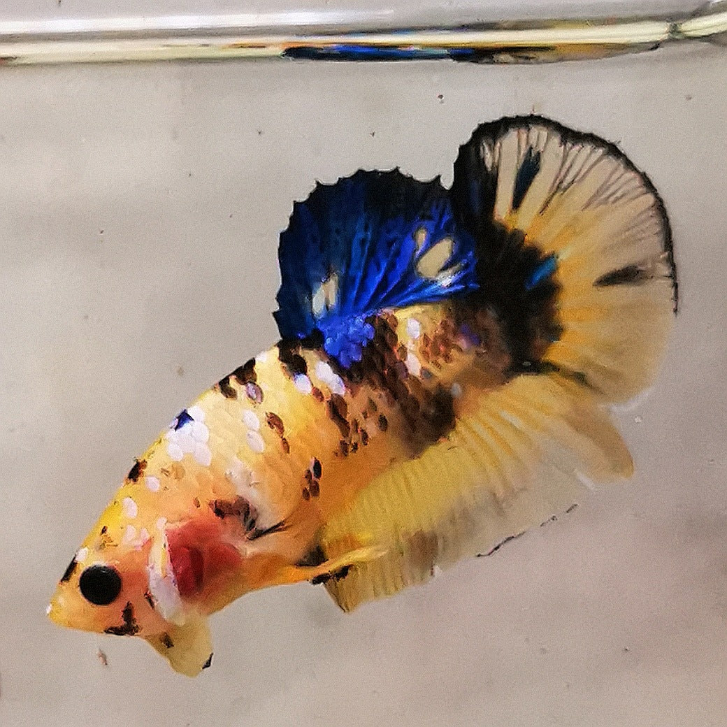 WhatsAppImage2026-01-19at00.10.05_41