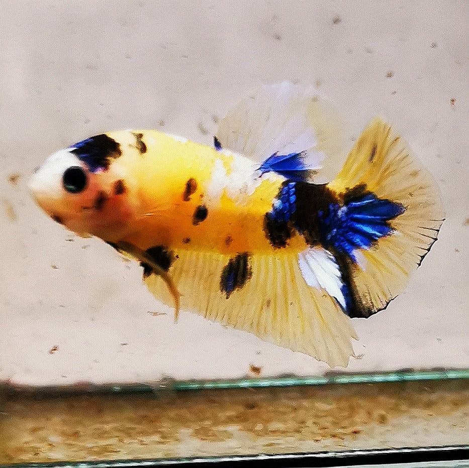 WhatsAppImage2026-01-19at00.10.05_47