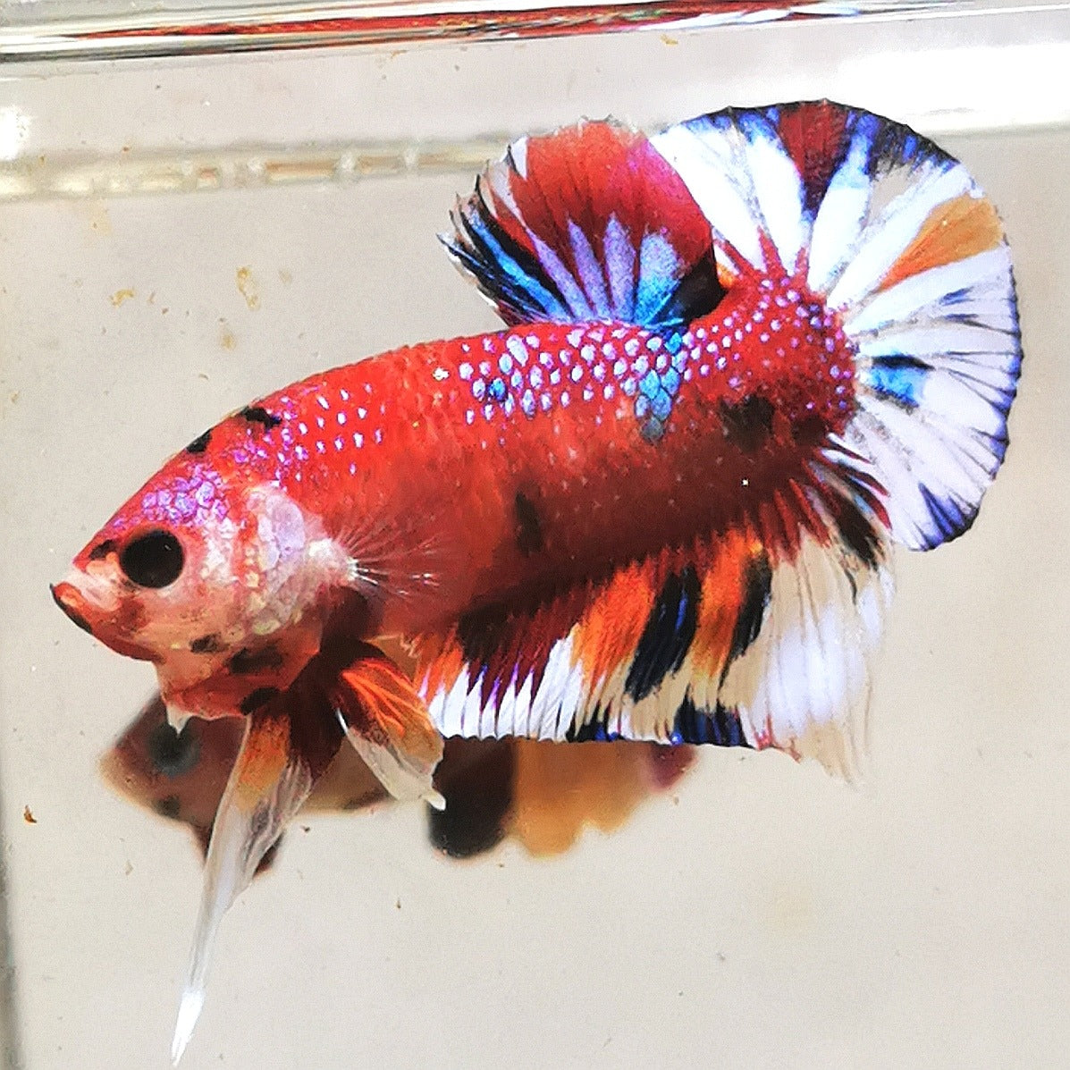 Premium Candy Multicolour Halfmoon Plakat #26