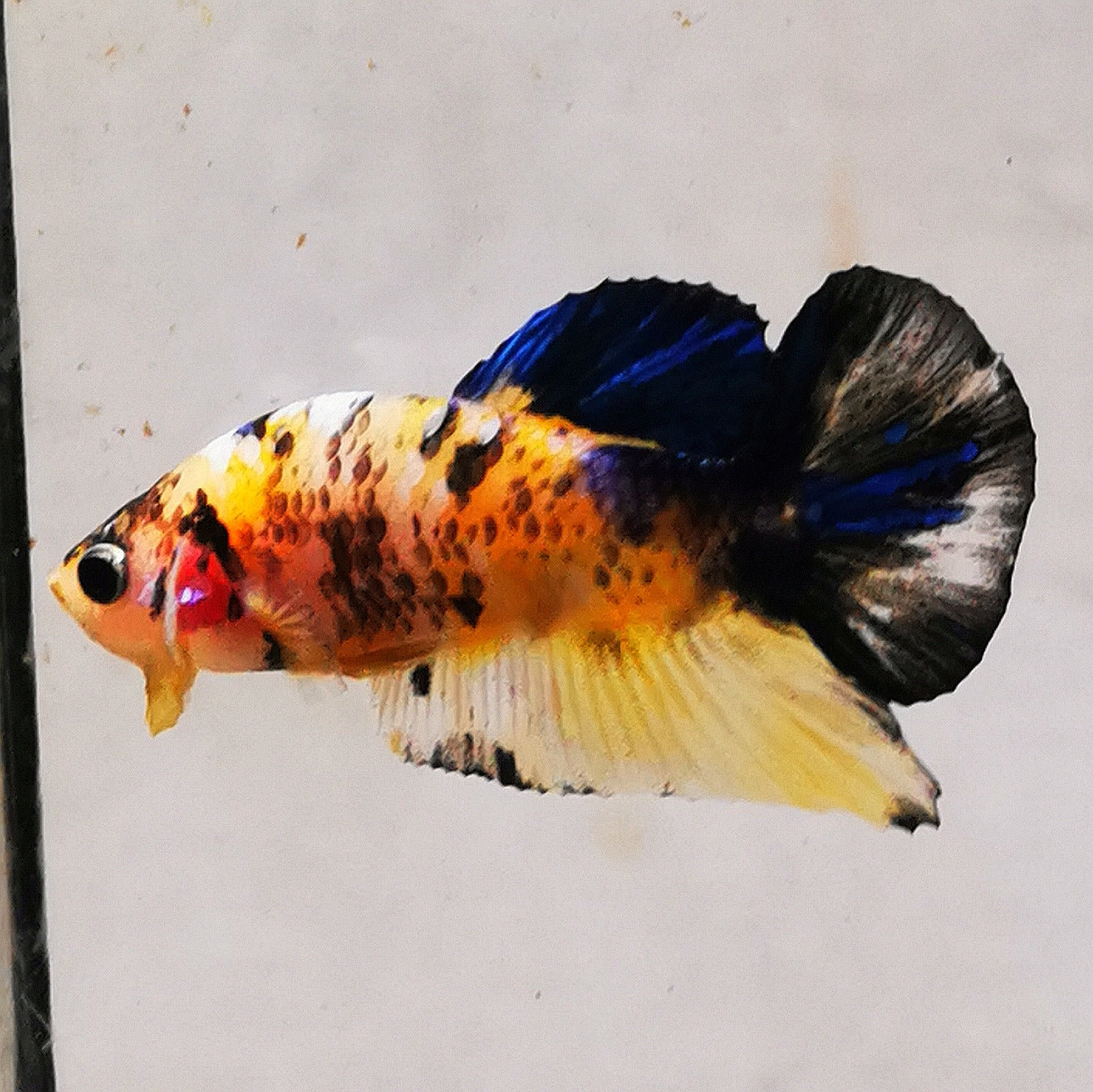 Premium Candy Multicolour Halfmoon Plakat #27