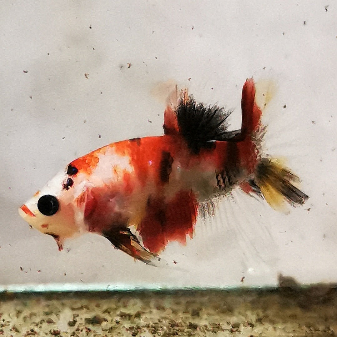 Premium Candy Multicolour Halfmoon Plakat #10