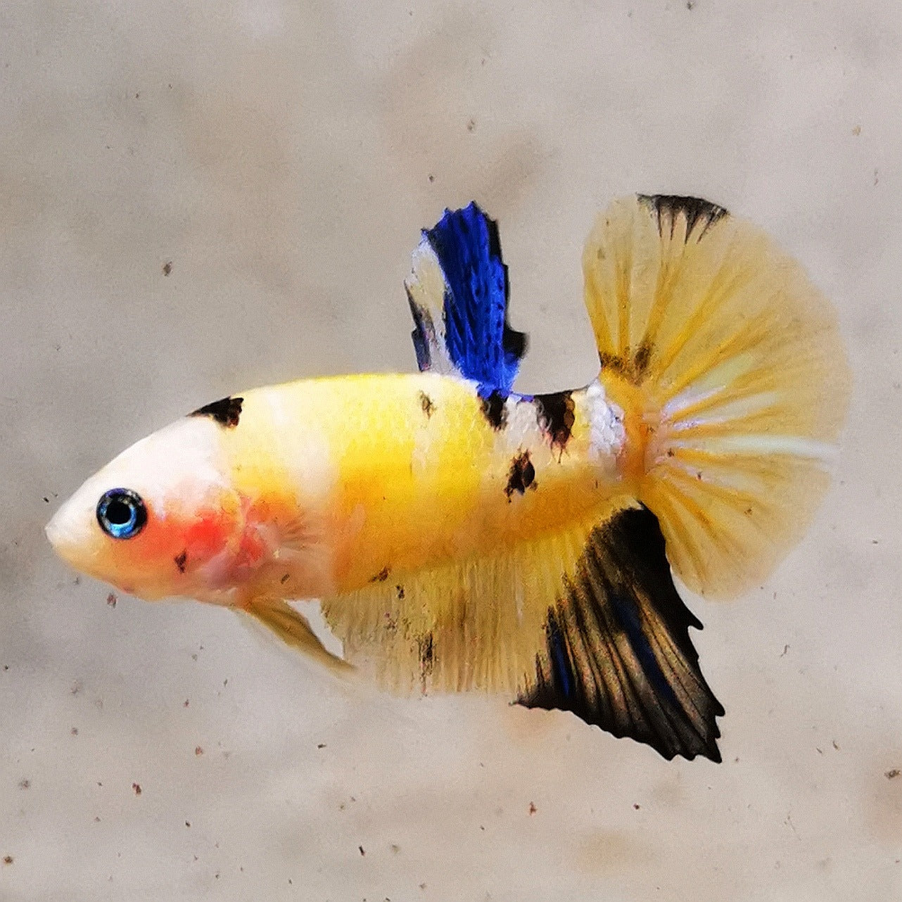 Premium Candy Multicolour Halfmoon Plakat #4