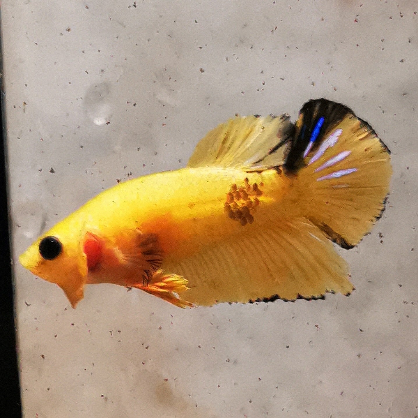 Premium Candy Multicolour Halfmoon Plakat #7