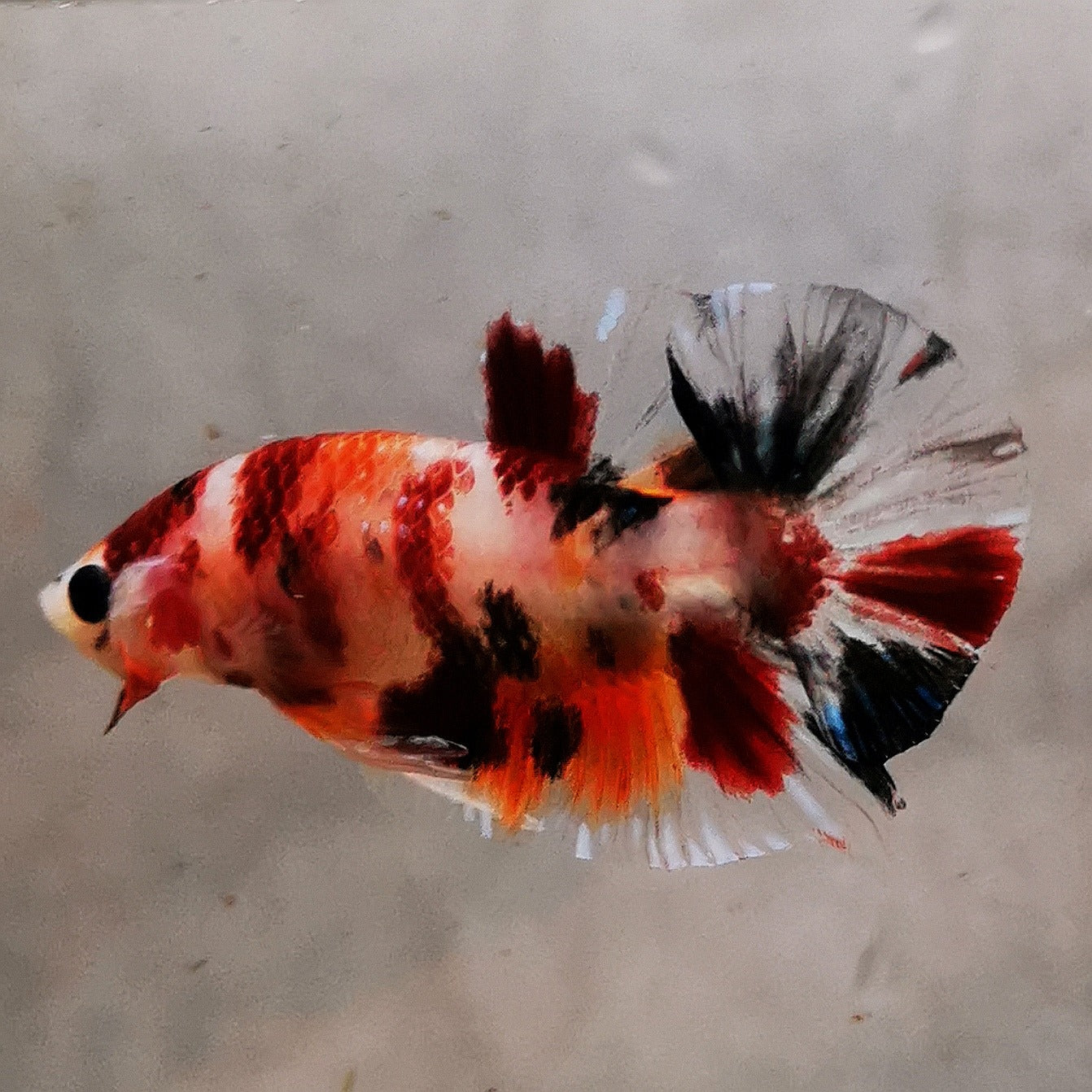 WhatsApp_Image_2026-01-19_at_00.10.05_14