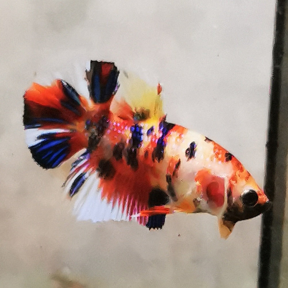 WhatsApp_Image_2026-01-19_at_00.10.05_24