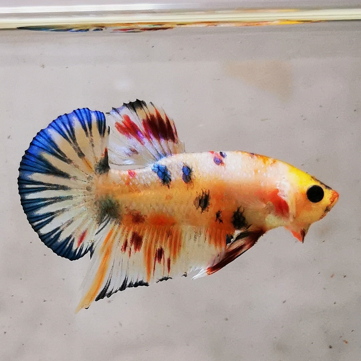 WhatsApp_Image_2026-01-19_at_00.10.05_36