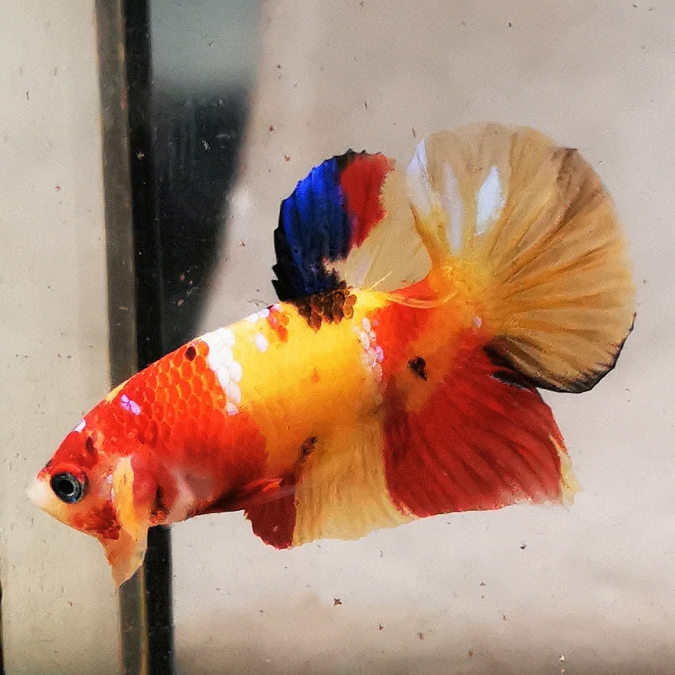 WhatsApp_Image_2026-01-19_at_00.10.05_37