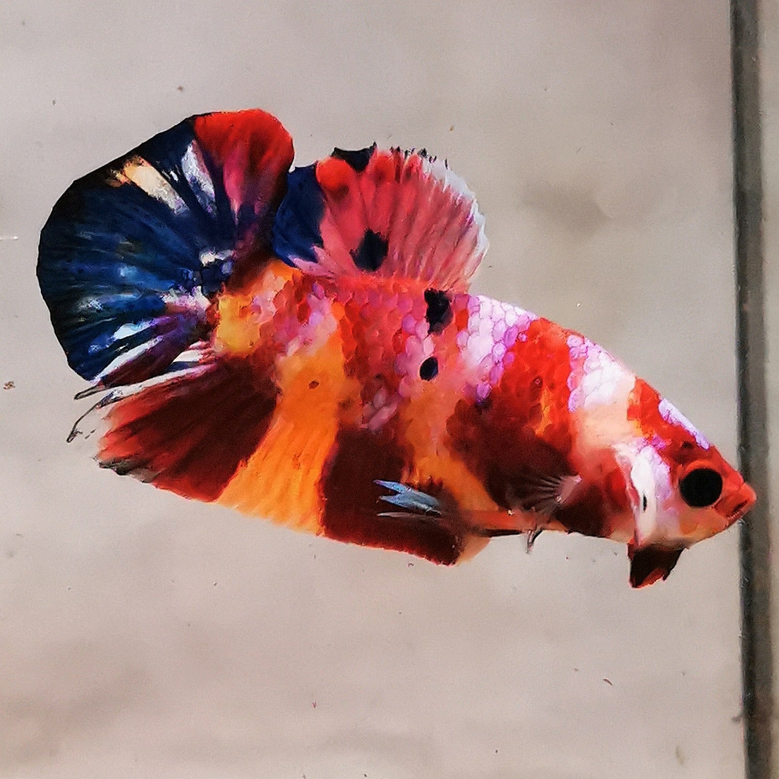 WhatsApp_Image_2026-01-19_at_00.10.05_43