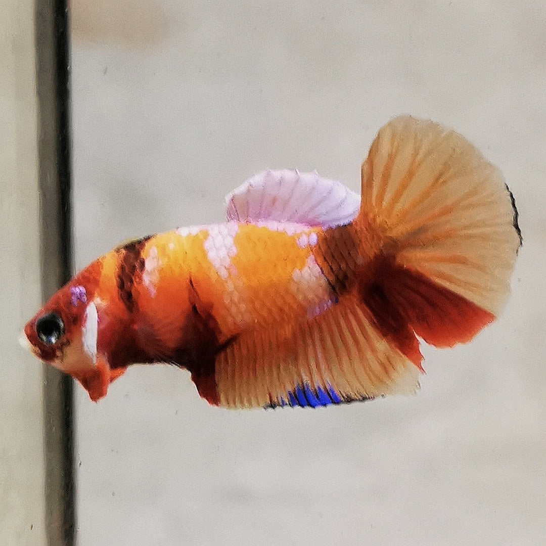 WhatsApp_Image_2026-01-19_at_00.10.05_46