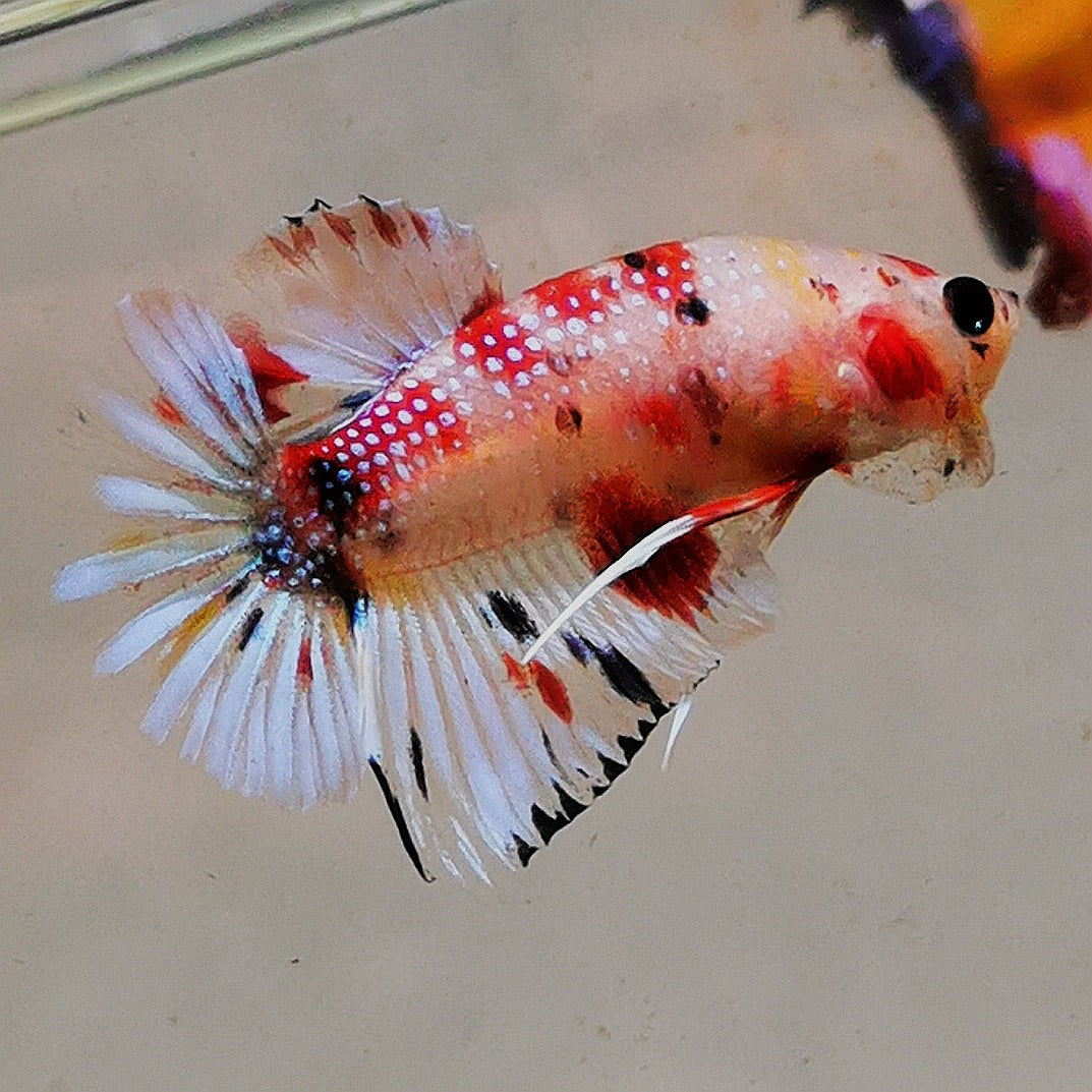 Premium Candy Multicolour Halfmoon Plakat #24