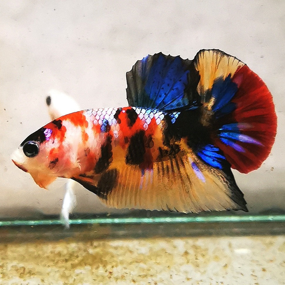 WhatsApp_Image_2026-01-19_at_00.10.05_50