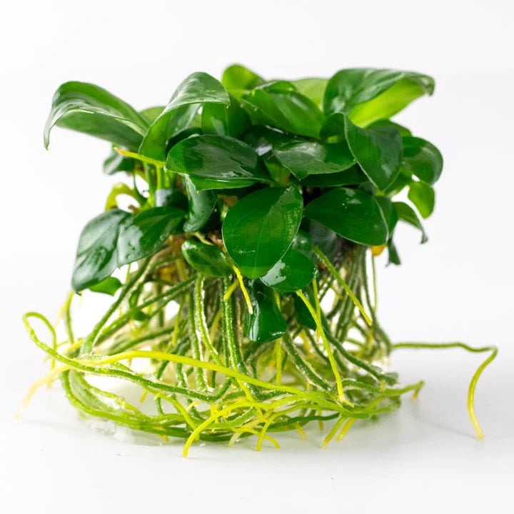 Anubias Barteri Nana Tissue Culture 1-2 Grow