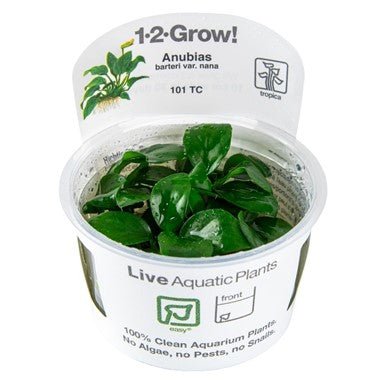 Anubias Barteri Nana Tissue Culture 1-2 Grow