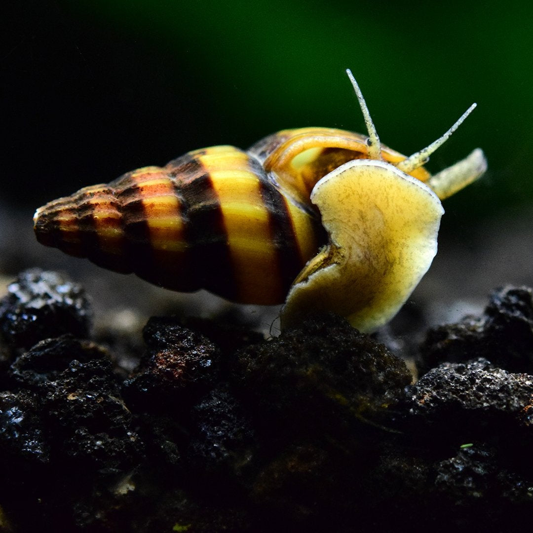 Assassin Snails - Canada Guppies