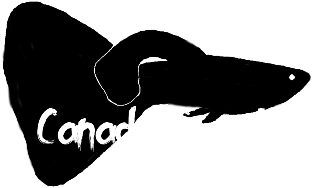 Canada Guppies