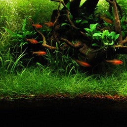 Eleocharis Parvula Pot