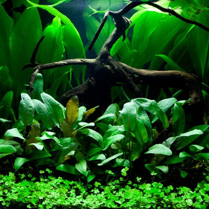 Cryptocoryne Wendtii 'Green' TC