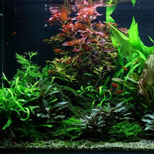 Ludwigia Repens 'Rubin'