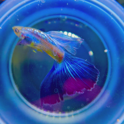 Full Metallic Blue Guppies