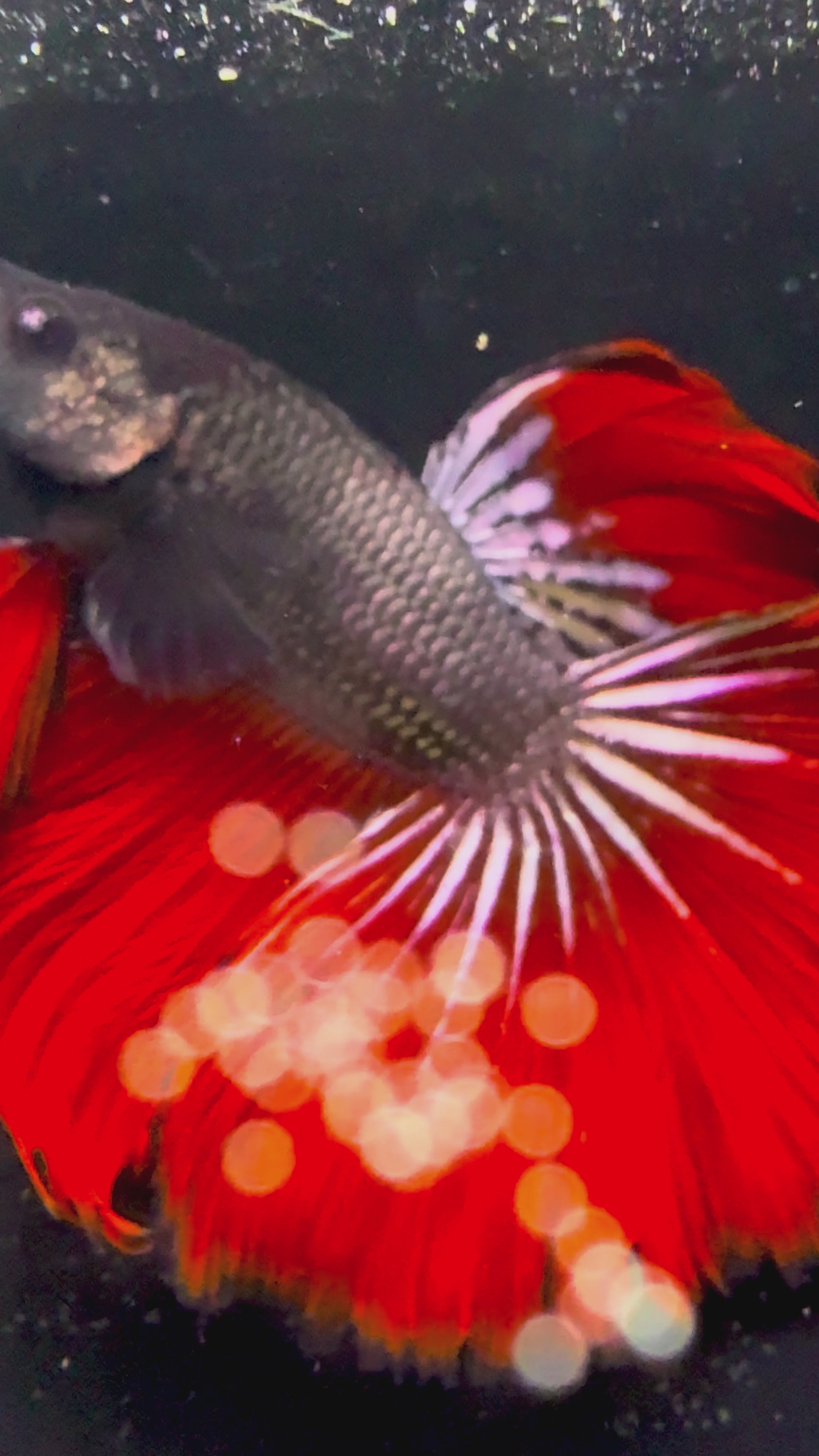 Copper Dragon Betta