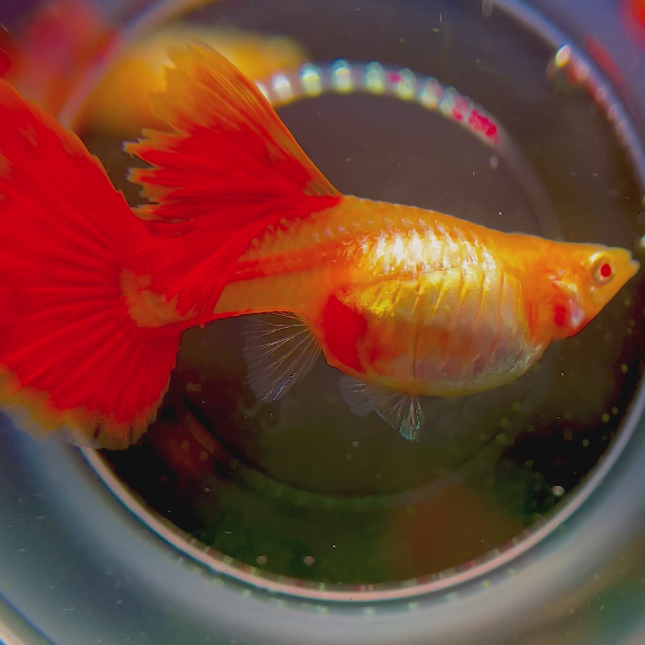 Supreme Full Red Albino