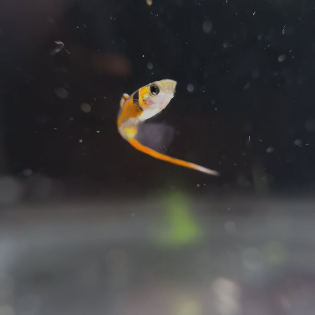 Pure Endler Guppies