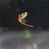 Charger et lire la vidéo dans la visionneuse de la Galerie, Pure Endler Guppies