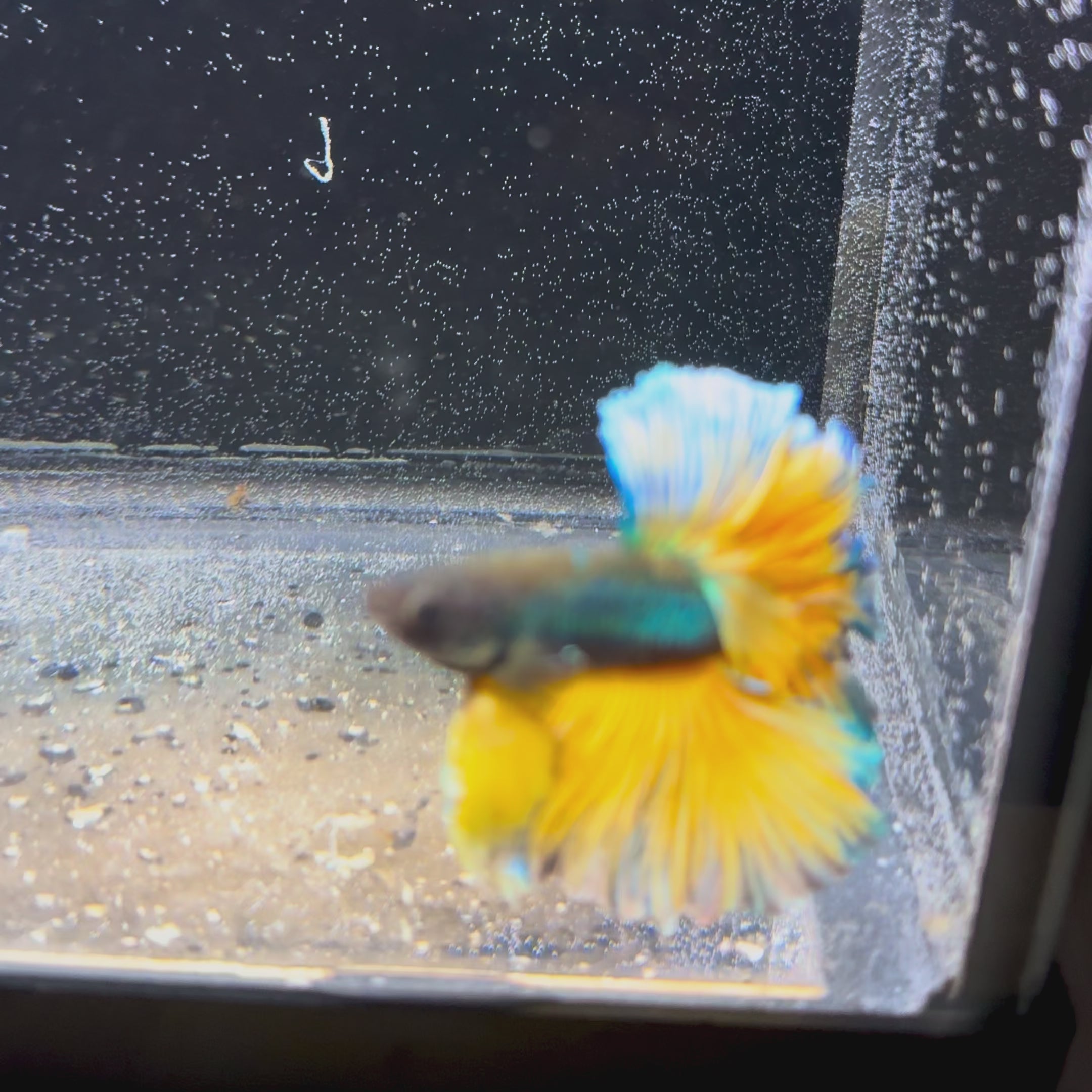 Mustand Full Moon Betta