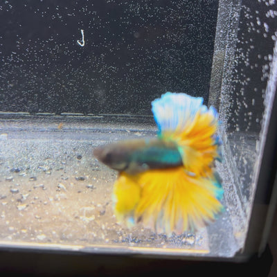 Mustand Full Moon Betta