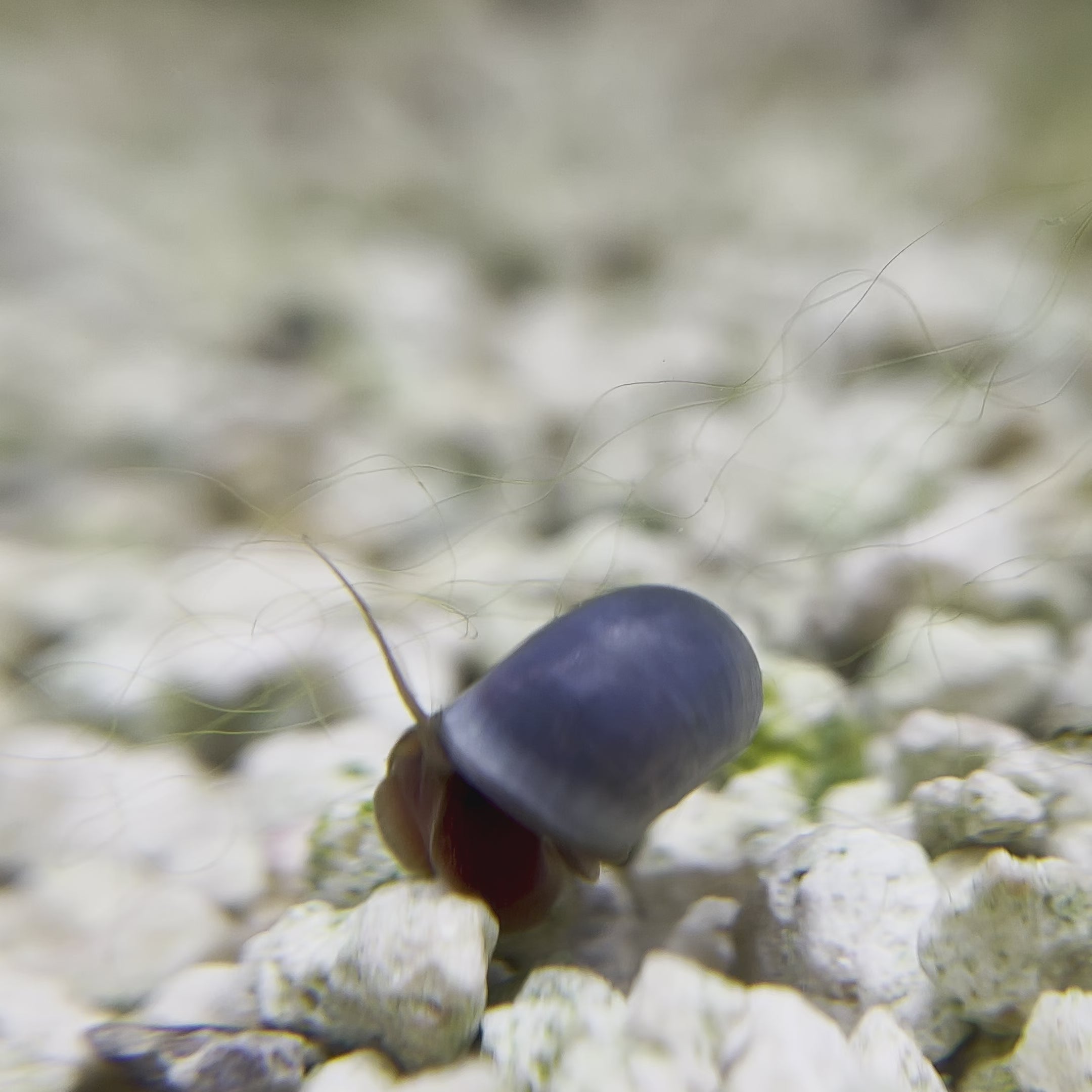 Blue Ramshorn Snails