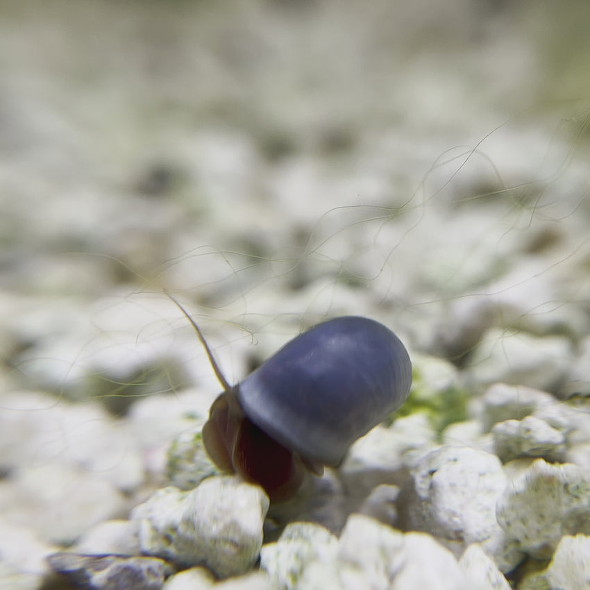 RAMSHORN SNAIL RED – Aquarists Across Canada