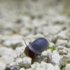 Load and play video in Gallery viewer, Blue Ramshorn Snails